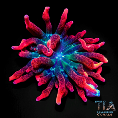 Black Widow Anemone