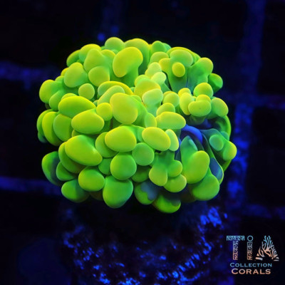 Insane Bright Yellow Hammer Frag