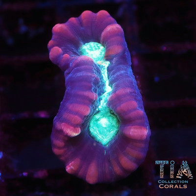 Multicolor Candy Cane Frag