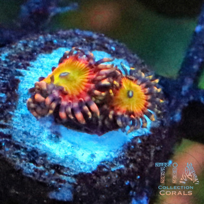 Shazam Zoanthids Frag