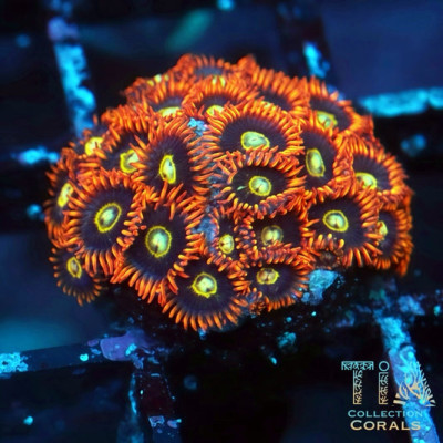 Rainbow Hornets Zoanthids