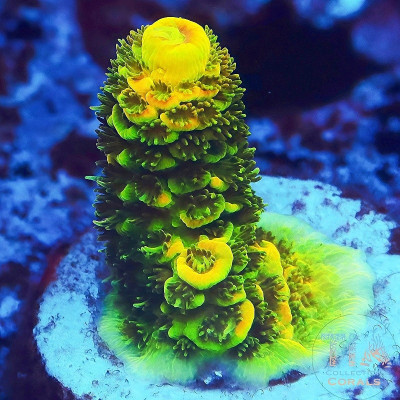 TIA 24k Gold Millepora Frag