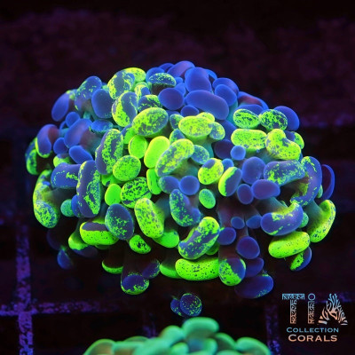 Grafted Hammer Frag