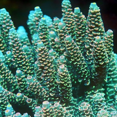 TIA Luma Spire Acropora Colony (cut to order)