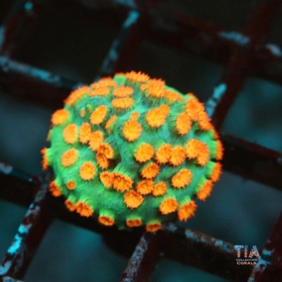 Meteor Shower Cyphastrea