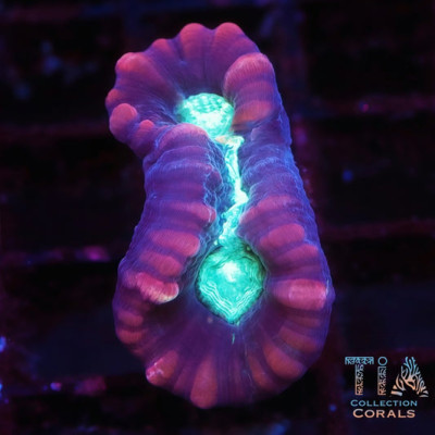 Multicolor Candy Cane