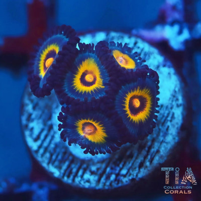 Wolverine Zoanthids