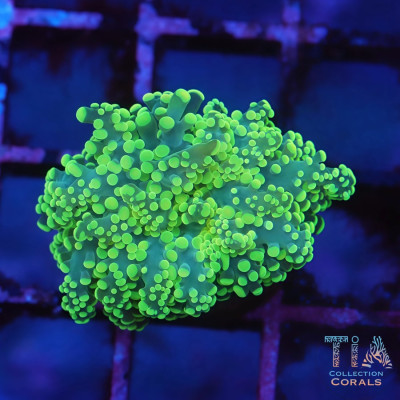 Neon Green Octospawn Frag