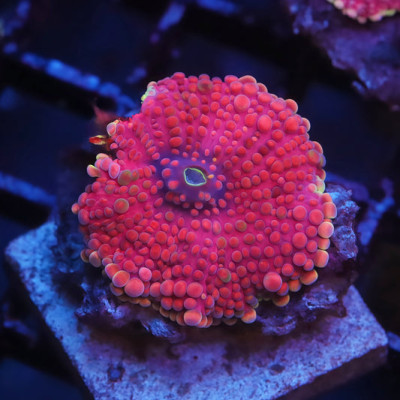 TIA Cherry Jaw Breaker Yuma(rare)