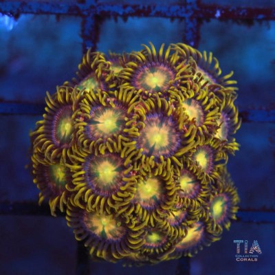 Orange Hydra zoanthids