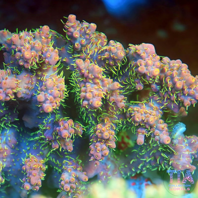 TIA Bamboo Spark Acropora Colony (cut to order)