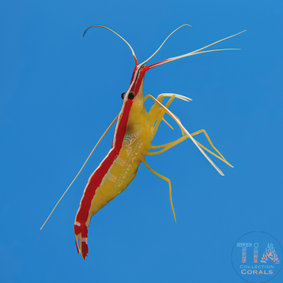 Skunk Cleaner Shrimp (fish cleaner)