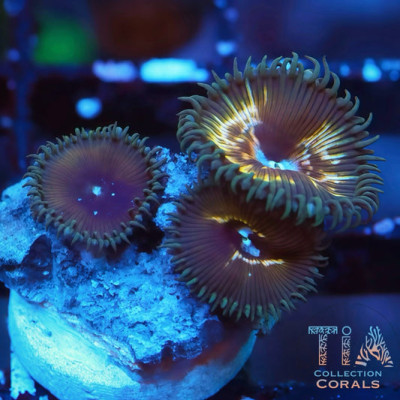 TIA Witch's Coin Poly Zoanthids Frag