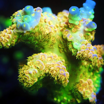 TIA Signature Grandmaster Acropora Colony (cut to order)