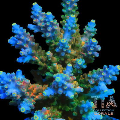 TSA Rainbow Fever Acropora Colony (cut to order)