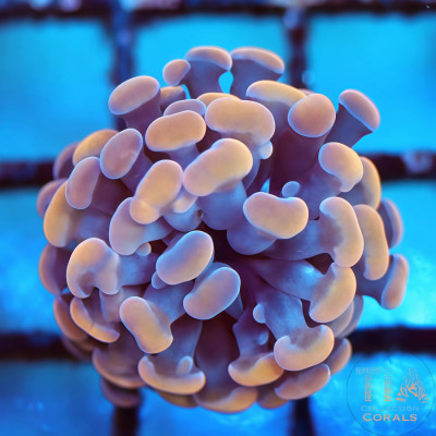Gold and Purple Hammer Frag