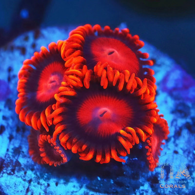 Orange Bam Bam Zoanthids Frag