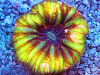 Lemon Inferno Cynarina Coral