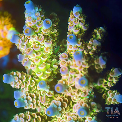 TIA Lemon Meringue Peaks Acropora Colony (cut to order)