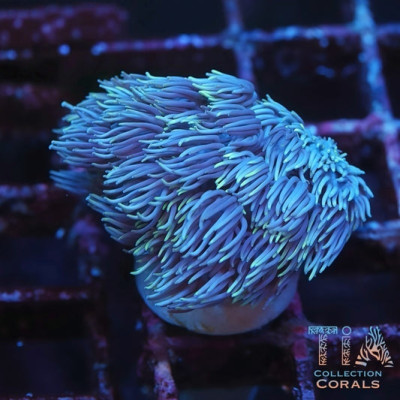 TIA Blue Grafted Goniopora Frag