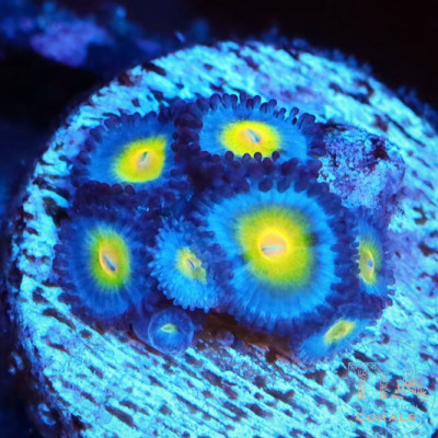 AOI zoanthids