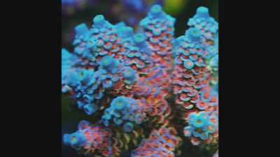 TIA Signature Iceflower Tenuis Acropora (cut to order)