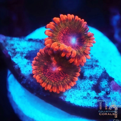 Speckle Krak Zoanthids Frag
