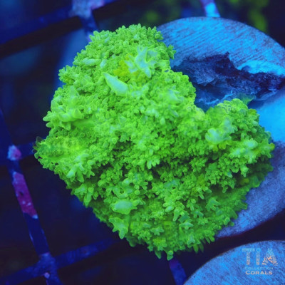 Green Carpet Mushroom