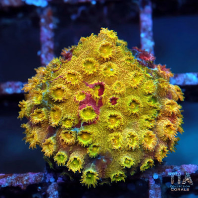 Grafted Skittles Bomb Cyphastrea Frag