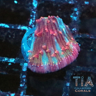 Watermelon Diaseris Frag