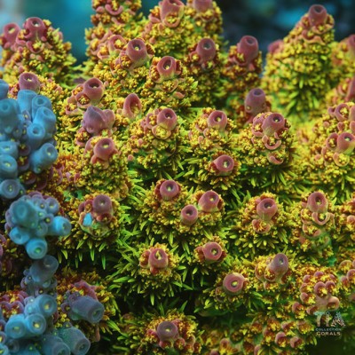 TIA Stellar Flare Acropora Colony (cut to order)