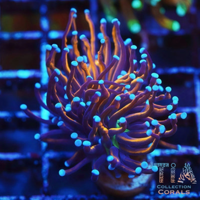 Green Mouth Indo Gold Torch