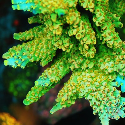 TIA Voltleaf Acropora Colony( cut to order)