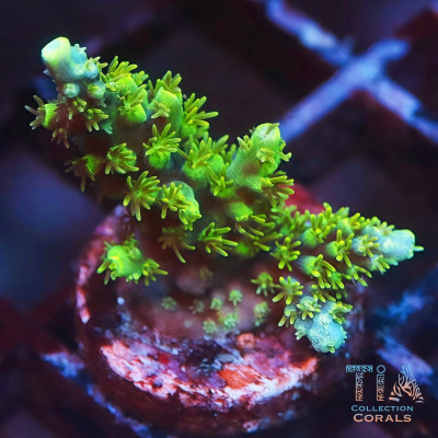 WWC Toxic Slimer Acropora Frag