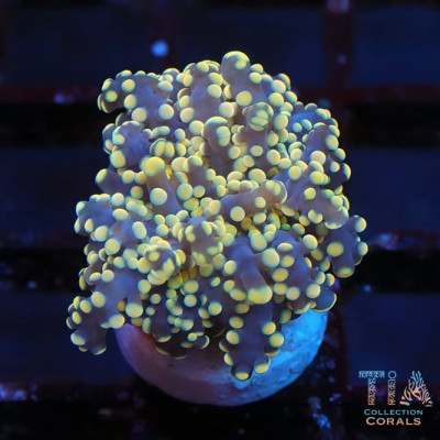 Orange Octospawn