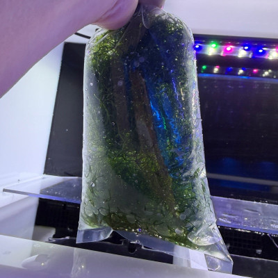 Chaeto Macro Algae