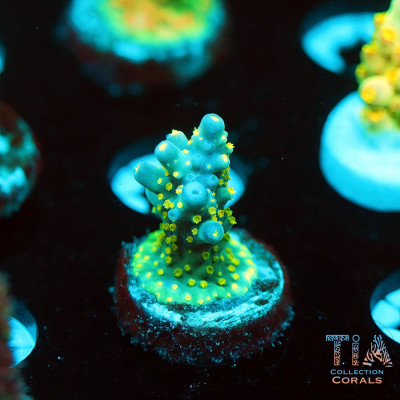 Garg Bonsai Acropora Frag