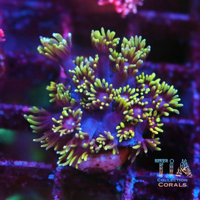 High Lighter Goniopora