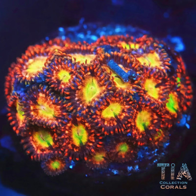 TIA Solar Fallout Zoanthids