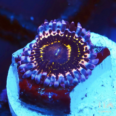 Stratosphere Zoanthids Frag