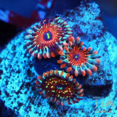 White Zombie Zoanthids Frag