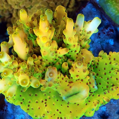 TIA Polished Lemon Colony (cut to order)