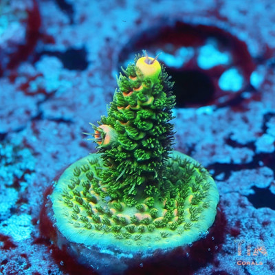 TIA Salix Acropora