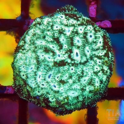 Mr. Freeze Lepto Frag