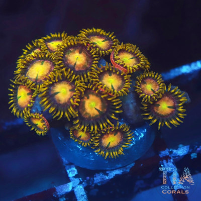 TSA Hydra Lady Dragon Zoanthids Frag