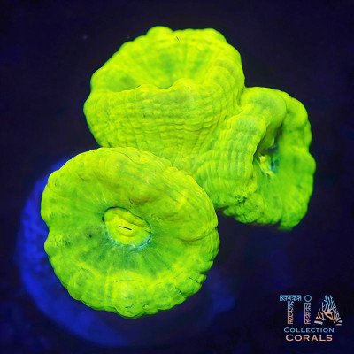 Neon Green Candy Cane Frag