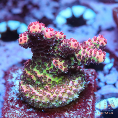 UC Dipping Dot Acropora Colony (cut to order)