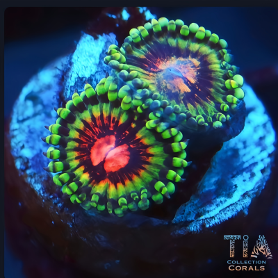 Atomic Bloodshot Zoanthids Frag