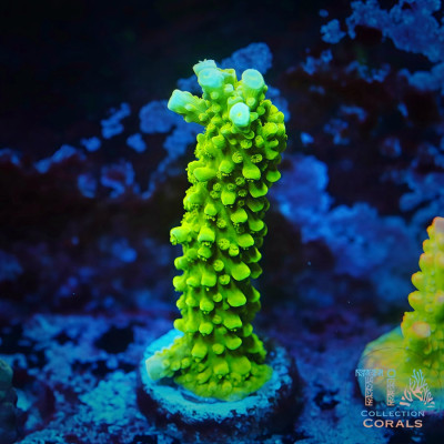 Green Slimer Acropora Frag