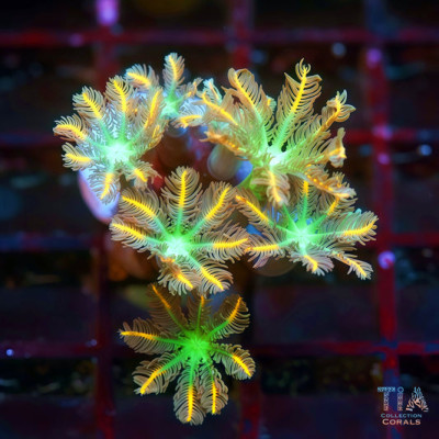 Papaya Clove Coral